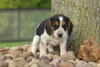 Copper 🐶, a male Beagle for sale in Fresno, OH – 8 of 10
