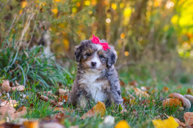 Spice – Miniature Bernedoodle puppy for sale in Fresno, OH
