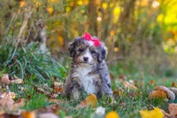 Spice, a female Miniature Bernedoodle for sale in Fresno, OH – 1 of 6