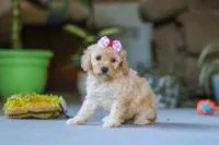 Fiona, a female Poodle - Miniature  for sale in Fresno, OH – 4 of 6