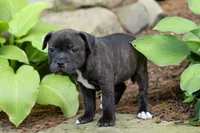 Moxie 💖, a female Staffordshire Bull Terrier for sale in Fresno, OH – 5 of 10