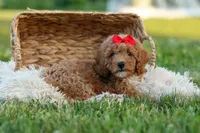 Tyson 💙✨, a male Poodle - Miniature  for sale in Fresno, OH – 4 of 10