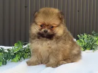 Pepper 🐶, a male Pomeranian for sale in Fresno, OH – 5 of 9