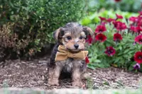 Rhett, a male Yorkipoo for sale in Fresno, OH – 2 of 6