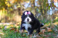 Olivia, a female Miniature Bernedoodle for sale in Fresno, OH – 2 of 6