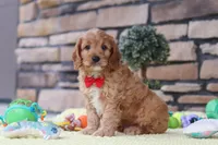 Clyde, a male Cavapoo for sale in Fresno, OH – 4 of 6