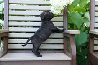 Moose 🐶, a male Staffordshire Bull Terrier for sale in Fresno, OH – 2 of 10