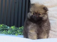 Polly 🐾🌸, a female Pomeranian for sale in Fresno, OH – 6 of 10