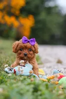 Lilac, a female Cavapoo for sale in Fresno, OH – 6 of 9