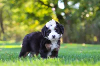Hailey, a female Miniature Bernedoodle for sale in Fresno, OH – 4 of 6