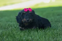 Honey 🐾❤️, a female Miniature Dachshund for sale in Fresno, OH – 8 of 9