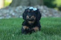 Harley 🦴🐶, a male Miniature Dachshund for sale in Fresno, OH – 2 of 10