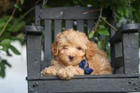 Eugene 💛🐾, a male Havapoo for sale in Fresno, OH – 8 of 10