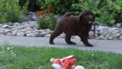 Chloe, a female Newfypoo for sale in Fresno, OH – 8 of 8