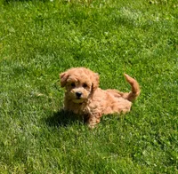 Kevin, a female Bichpoo for sale in Fresno, OH – 10 of 10