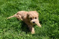 Kevin, a female Bichpoo for sale in Fresno, OH – 4 of 10