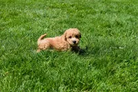 Kevin, a female Bichpoo for sale in Fresno, OH – 8 of 10