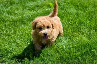 Kevin, a female Bichpoo for sale in Fresno, OH – 7 of 10