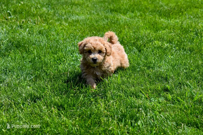 Kevin – Bichpoo puppy for sale in Fresno, OH