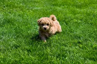Kevin, a female Bichpoo for sale in Fresno, OH – 1 of 10