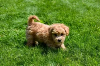 Kevin, a female Bichpoo for sale in Fresno, OH – 5 of 10