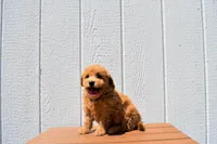 Kevin, a female Bichpoo for sale in Fresno, OH – 9 of 10
