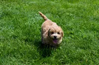 Kevin, a female Bichpoo for sale in Fresno, OH – 2 of 10