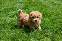 Kevin, a female Bichpoo for sale in Fresno, OH – 6 of 10