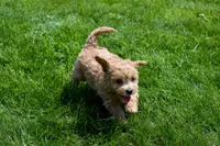 Kevin, a female Bichpoo for sale in Fresno, OH – 3 of 10