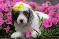   Preston🎀, a female Cavapoo for sale in Fresno, OH – 6 of 10