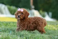 Dixie 🎀🐶, a female Poodle - Miniature  for sale in Fresno, OH – 10 of 10