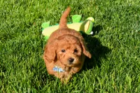 Kody 🐶💖, a male Bichpoo for sale in Fresno, OH – 7 of 10