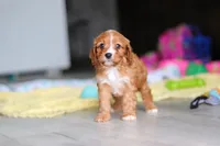 Wynn, a male Cavapoo for sale in Fresno, OH – 2 of 10