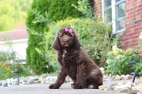 Cherri, a female Newfypoo for sale in Fresno, OH – 6 of 7