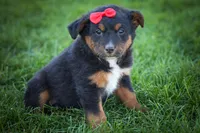 Lincoln💙, a female Miniature Aussiedoodle for sale in Fresno, OH – 7 of 7