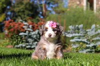 Jasmine, a female Miniature Bernedoodle for sale in Fresno, OH – 4 of 6