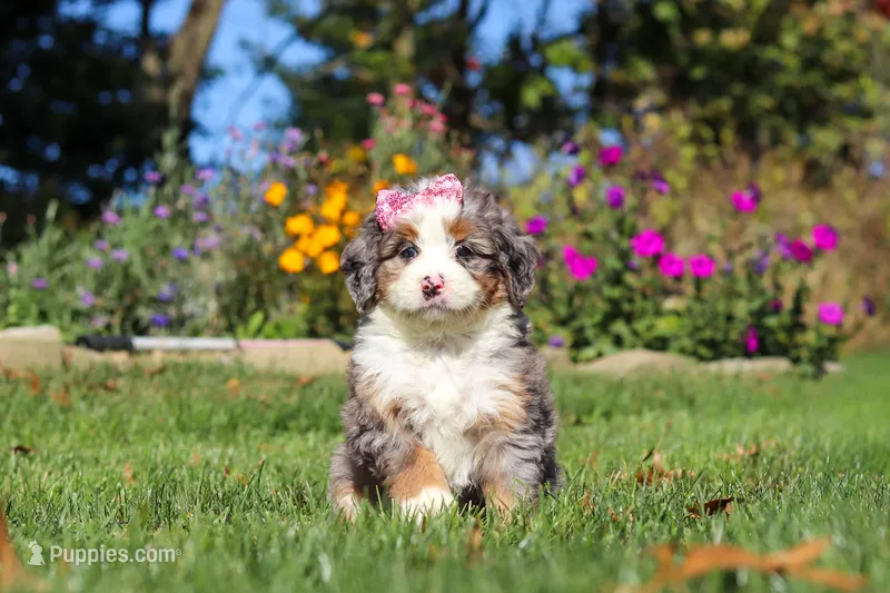 Ruby – Miniature Bernedoodle puppy for sale in Fresno, OH