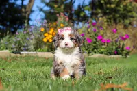 Ruby, a female Miniature Bernedoodle for sale in Fresno, OH – 1 of 6