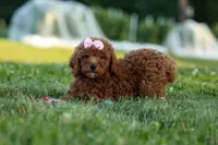 Dixie 🎀🐶, a female Poodle - Miniature  for sale in Fresno, OH – 3 of 10