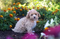 Lily, a female Havapoo for sale in Fresno, OH – 4 of 6