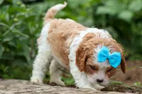 Victor 🐾, a male Poodle - Miniature  for sale in Fresno, OH – 4 of 10
