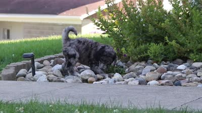 Ally, a female Newfypoo for sale in Fresno, OH – 6 of 6