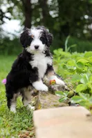 Cara, a female Miniature Bernedoodle for sale in Fresno, OH – 6 of 8