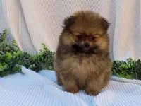 Peanut 🩵🐾, a male Pomeranian for sale in Fresno, OH – 5 of 10