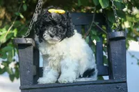 Gracie 🩷🐶, a female Cavapoo for sale in Fresno, OH – 10 of 10