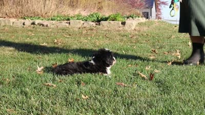 Hazel, a female Miniature Bernedoodle for sale in Fresno, OH – 6 of 6