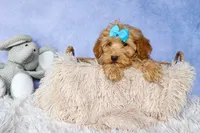 Eugene 💛🐾, a male Havapoo for sale in Fresno, OH – 3 of 9