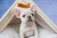 💕Jasmine, a female French Bulldog for sale in Fresno, OH – 8 of 10