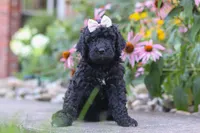 Issebelle, a female Newfypoo for sale in Fresno, OH – 4 of 7