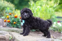 Dakota, a male Havapoo for sale in Fresno, OH – 3 of 7